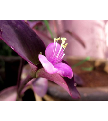 المكحلة أو زبرينا حمراء 10 سم