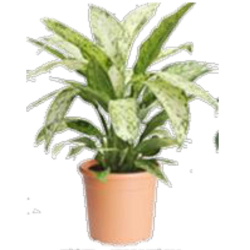 داخلي - ديفنباخيا فيسيوس 50سم