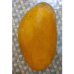 المانجو - مانجو ناعومي عمر سنتين 