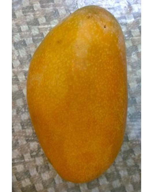 المانجو - مانجو ناعومي عمر سنتين 