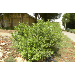 حنا بلدي 80-120 سم حنا بلدي 80-120 سم