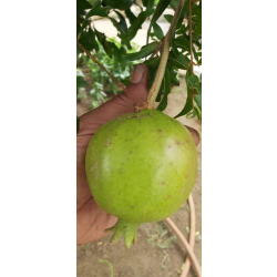 الرمان - رمان الجنوب جوف آل معمر 80 - 100 سم. الرمان - رمان الجنوب جوف آل معمر 80 - 100 سم.