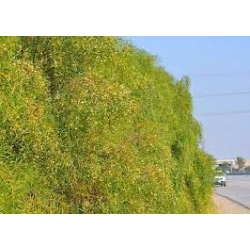 طلح ملحي 10 - 20 سم  طلح ملحي 10 - 20 سم