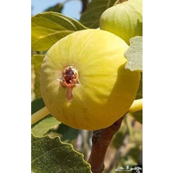 التين - تين اسباني اصفر 30-60سم  التين - تين اسباني اصفر 30-60سم