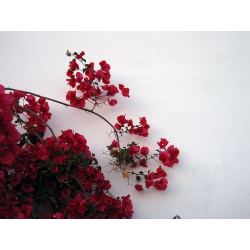 الجهنمية - جهنمية تايلندي عدة سيقان لون فوشي 40 سم 