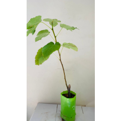 التين - تين وزيري 130-170