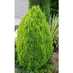 الثويا - ثويا ايطالية 100-150 سم  الثويا - ثويا ايطالية 100-150 سم