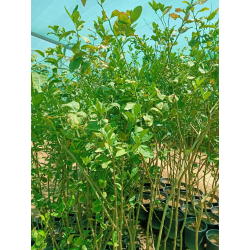 الليمون - ليمون شعير عمر خمس سنوات 