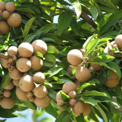 شيكو عادي 120 - 140 سم شيكو عادي 120 - 140 سم