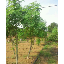 المورينجا - مورينجا - مورينقا هندي 150- 180 سم  المورينجا - مورينجا - مورينقا هندي 150- 180 سم