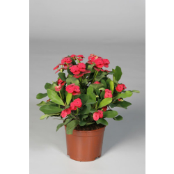 صبار فوربيا احمر 40- 60 سم  صبار فوربيا احمر 40- 60 سم