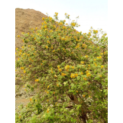 رنف 50 - 110 سم رنف 50 - 110 سم