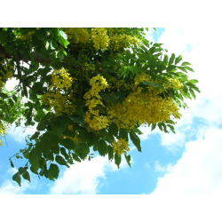 اكاسيا فيستولا خيار شنبر 90 - 120 سم