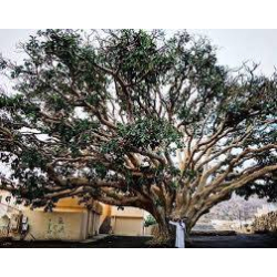 فيكس الرقع 10- 30 سم