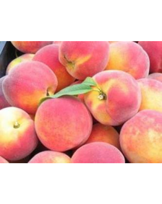 الخوخ - خوخ ايرلي سويلنج مطعم عمر سنتين 