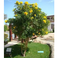 تيكوما 180-240 سم  تيكوما 180-240 سم