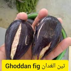 التين - تين الغداني المغربي 20 - 40 سم  التين - تين الغداني المغربي 20 - 40 سم