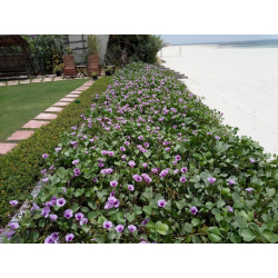 لبلاب 80 - 100 سم