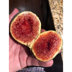 التين الايطالي الاسود (٢٥٨) 5 - 10 سم 