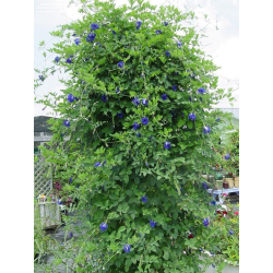 المتسلق - متسلقة شاي ازرق 40 - 70 سم  المتسلق - متسلقة شاي ازرق 40 - 70 سم