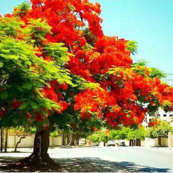 بونسيانا احمر 30 - 70 سم  بونسيانا احمر 30 - 70 سم