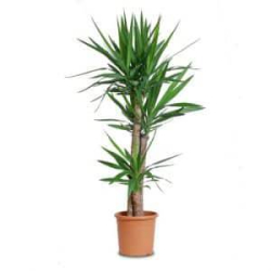 يوكا 3 سيقان 90 سم.