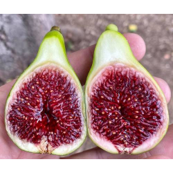 التين - تين ستروبري فيرت 30 - 50 سم التين - تين ستروبري فيرت 30 - 50 سم