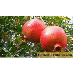 الرمان رمان الشيشاني احمر 30 - 60 سم الرمان رمان الشيشاني احمر 30 - 60 سم