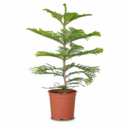 داخلي - اروكاريا 80-100سم