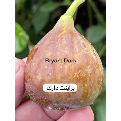 التين - تين براينت دارك 20 - 40 سم