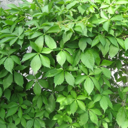 المتسلق - متسلقة فرجينيا الخميسة 70 - 100سم المتسلق - متسلقة فرجينيا الخميسة 70 - 100سم