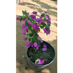 جهنمية جلابرا 20 - 40 سم