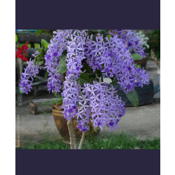 اكليل الملكة 60 - 80 سم 