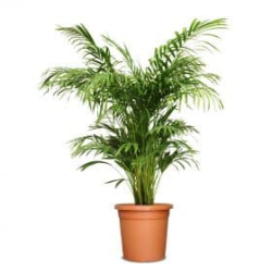 داخلي - اريكا 120 - 130سم