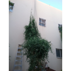  الياسمين - ياسمين اسكندراني 80 - 120 سم