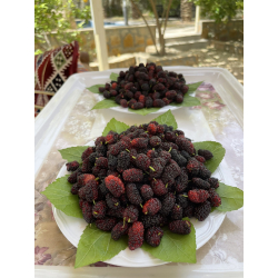 التوت - توت بلدي 150- 210 سم التوت - توت بلدي 150- 210 سم