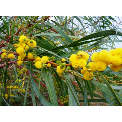 اكاسيا ساليجنا 60-100سم اكاسيا ساليجنا 60-100سم