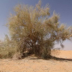 غضى - غضا 40 - 70 سم غضى - غضا 40 - 70 سم