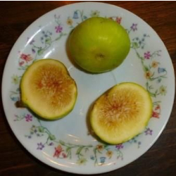 التين - تين ديانا 30 - 50 سم