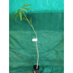 المانجو - مانجو الصديق عمر ثلاث سنوات ونصف المانجو - مانجو الصديق عمر ثلاث سنوات ونصف