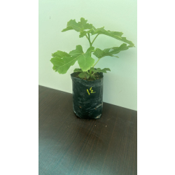 التين - تين لونق دي اوت 10 - 20 سم