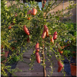 الليمون - ليمون كافيار احمر - كفيار سنه ونصن