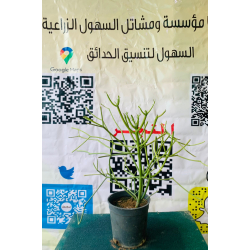 صبار القلم-ام اللبن 40-70 سم صبار القلم-ام اللبن 40-70 سم