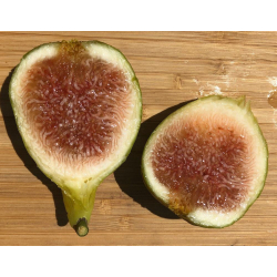 التين - تين زمرد الفراولة 50 - 70 سم التين - تين زمرد الفراولة 50 - 70 سم