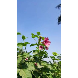 الاماندا - اماندا حمراء 150- 180 سم 