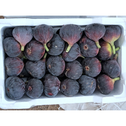 التين - تين اسباني اسود30-60 سم 