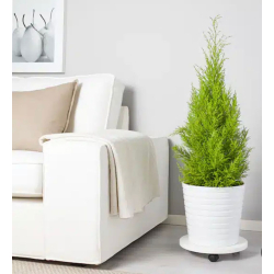 السرو - سرو ليموني 20 - 30 سم