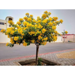 اكاسيا جلوكا 120 - 170 سم اكاسيا جلوكا 120 - 170 سم