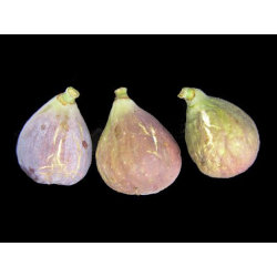 التين - تين ماري لاند بيري 20 - 40 سم التين - تين ماري لاند بيري 20 - 40 سم