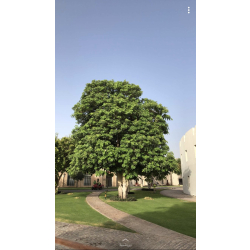استونيا شجرة المليون زهرة 130 - 170 سم استونيا شجرة المليون زهرة 130 - 170 سم